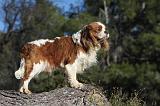 CAVALIER KING CHARLES 302